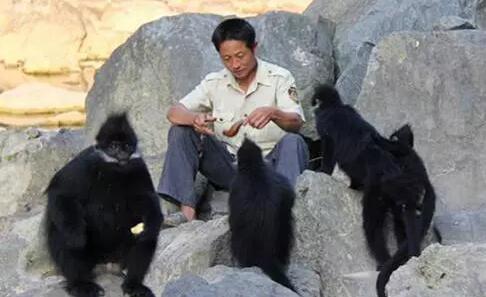 男子救下受傷黑葉猴,五年後攜全家看恩人